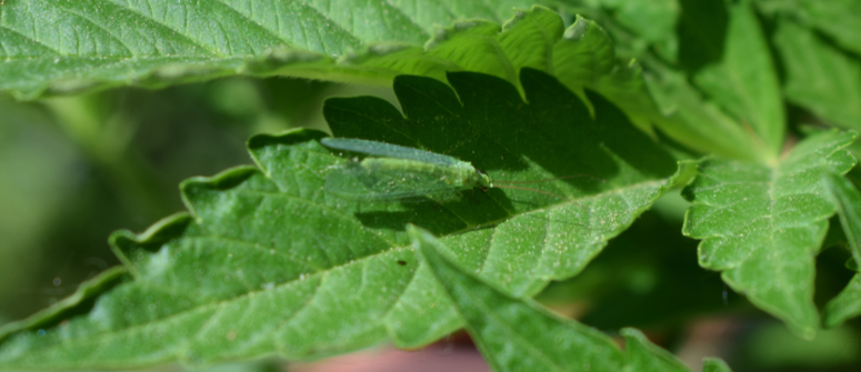 Lacewing